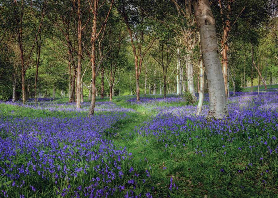 Bluebells at Wakehurst Ardingly West Sussex