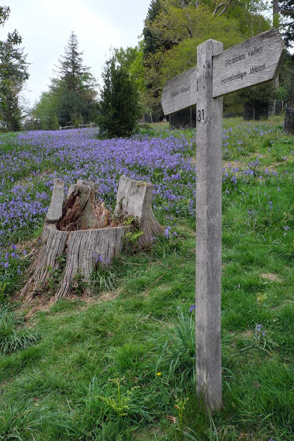 Bluebells in Coates Wood Wakehurst West Sussex