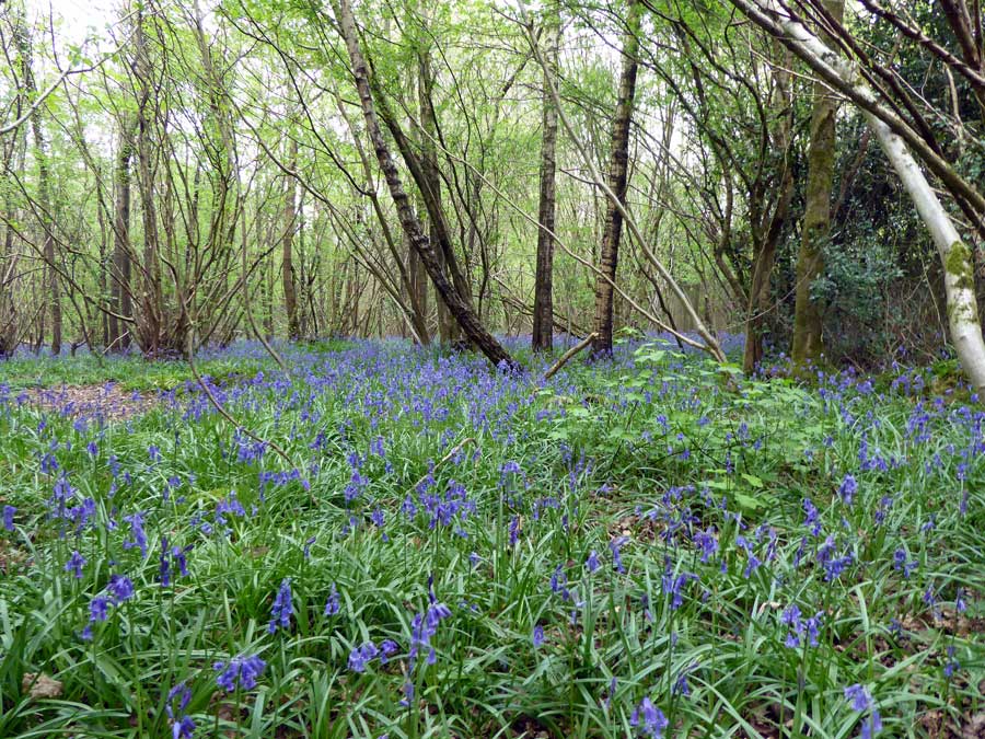 Bluebells in Hoe Wood, Woods Mill Nature Reserve Sussex