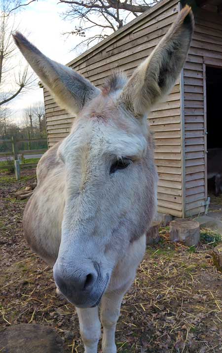 Close up of the head of a grey donkey at Raystede animal rescue centre in East Sussex