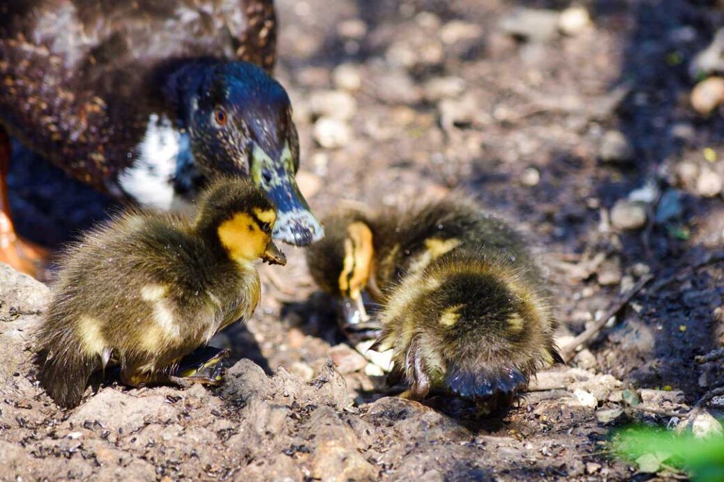 Duck and 3 ducklings feeding at Arundel Wildlife Centre in West Sussex