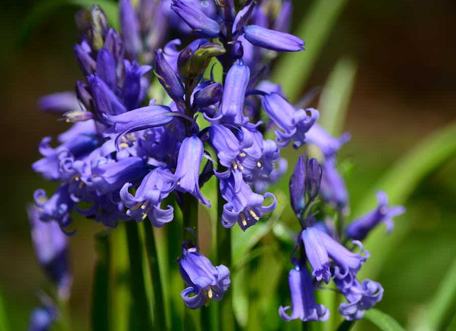 English Bluebells © rosemaryandporkbelly The best bluebell walks in Sussex