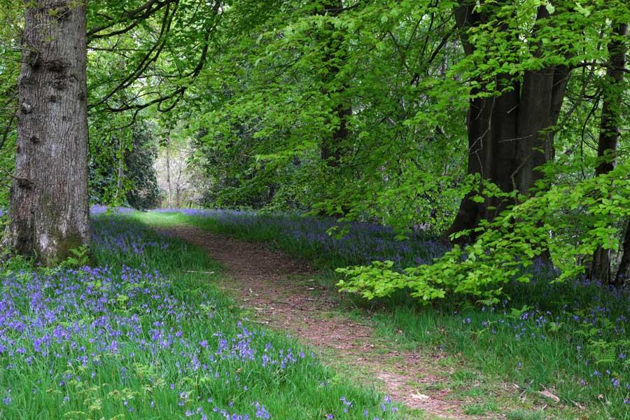 Footpath through bluebell woods Wakehurst West Sussex