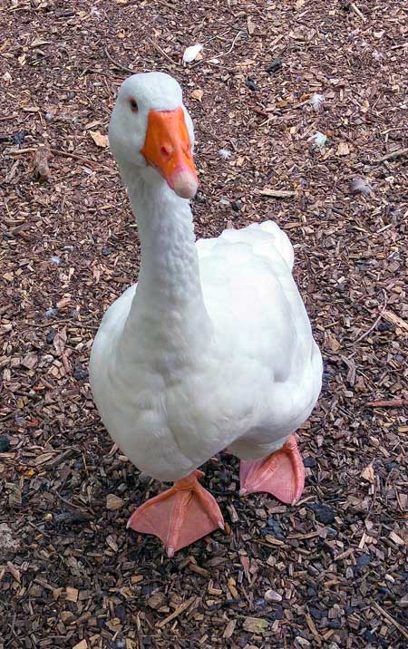 Single white goose with orange beak at Raystede animal rescue centre in East Sussex