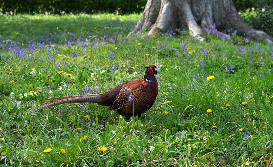 Male pheasant at Wakehurst West Sussex