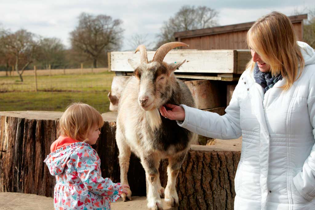 Mother and child petting a goat at The Aldingbourne Country Centre