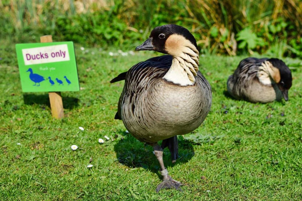 Hawaiian Goose, NeNe, standing next to a ducks only sign at Arundel Wetland Centre, West Sussex