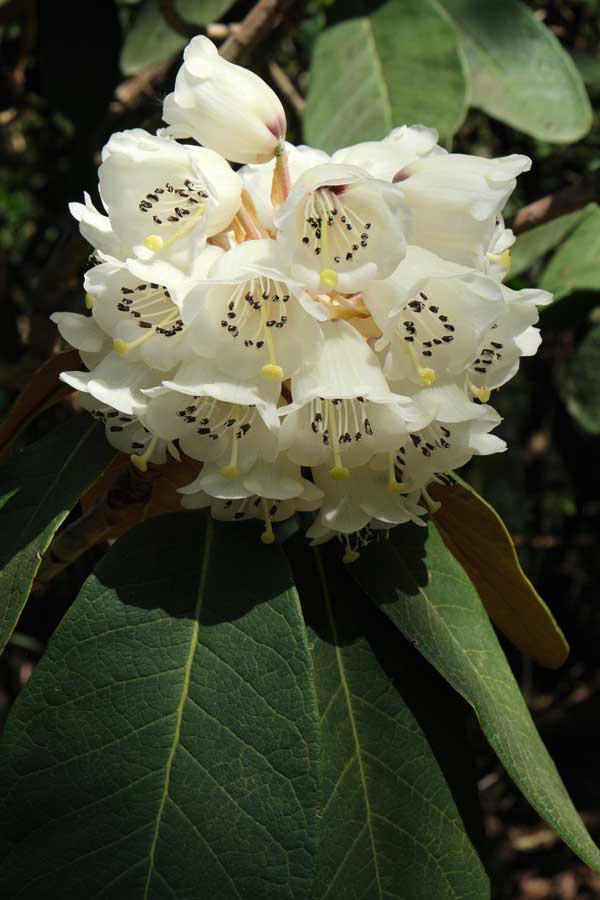 Rhododendron Wakehurst West Sussex