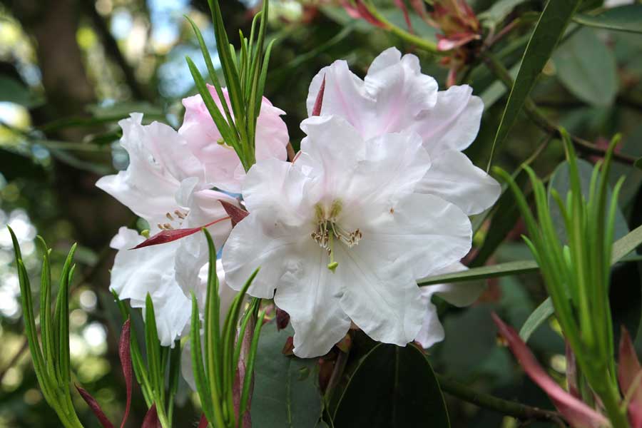 White Rhododendron Wakehurst West Sussex