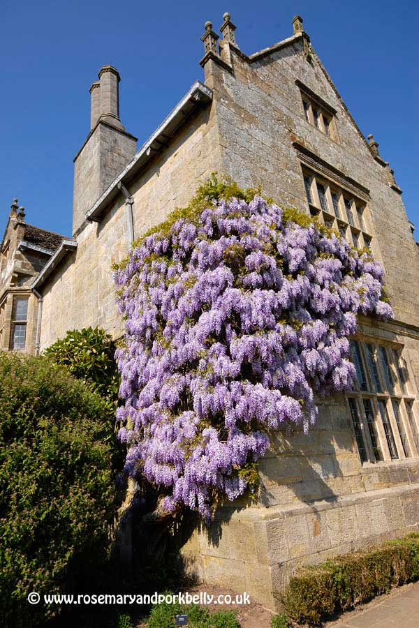 Wisteria in bloom Wakehurst, West Sussex  2011 