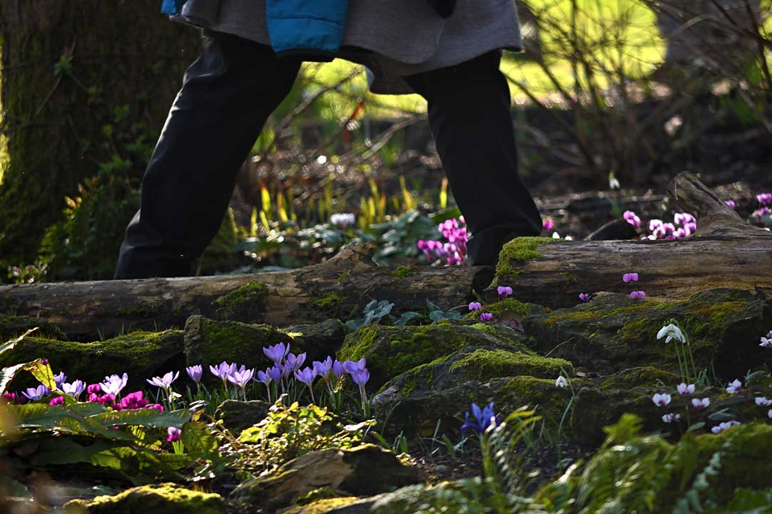 Person walking through woodland crocus and cyclamen Old Vicarage Washington West Sussex