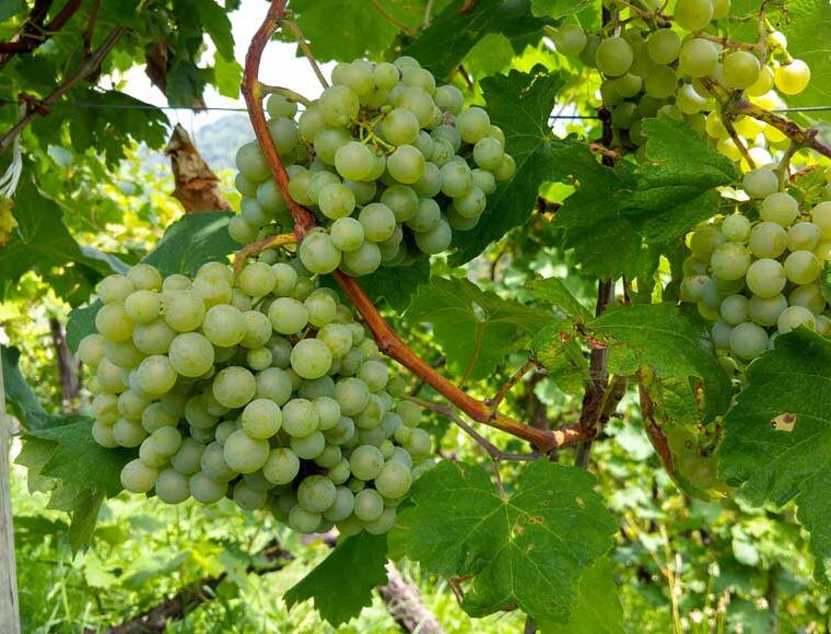 Bunches of Glera grapes, also known as Prosecco grape, on the vine