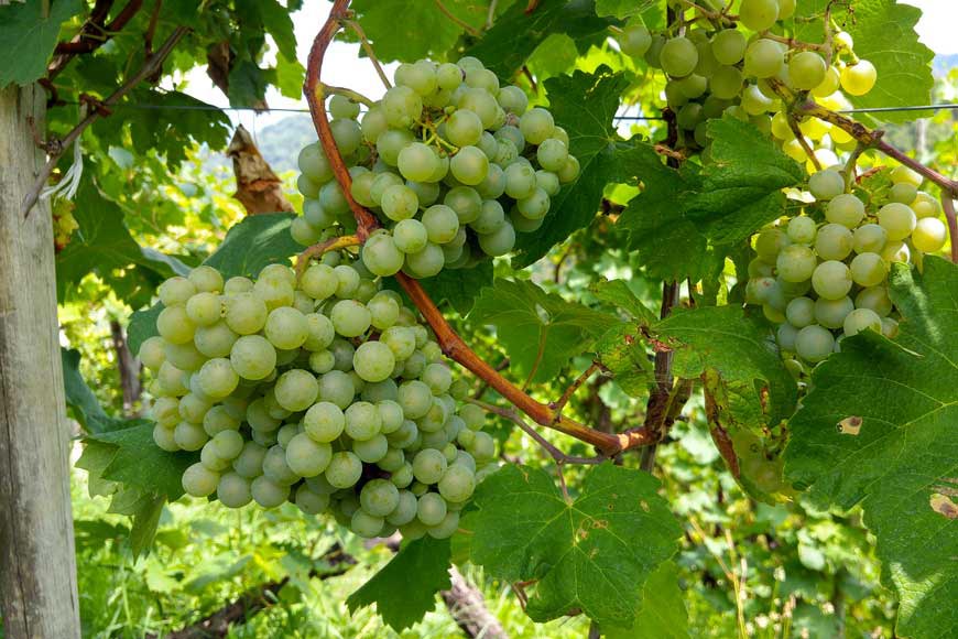Bunches of Glera grapes, also known as Prosecco grape, on the vine
