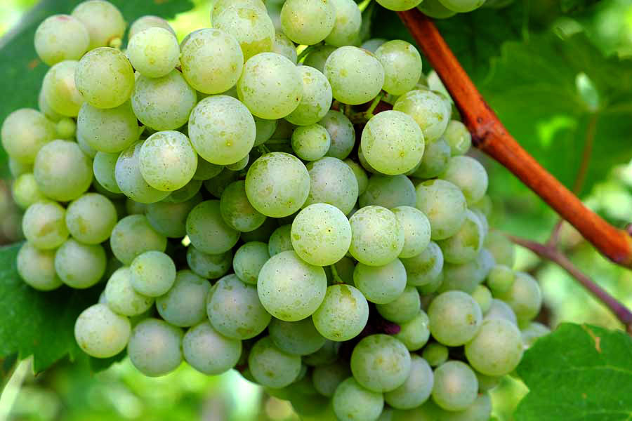 Close up of Glera grapes,, also known as Prosecco, Veneto Italy
