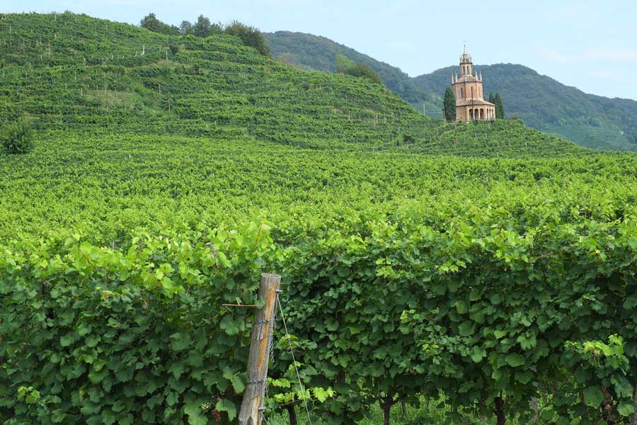 Vines on The Prosecco Route Veneto Italy