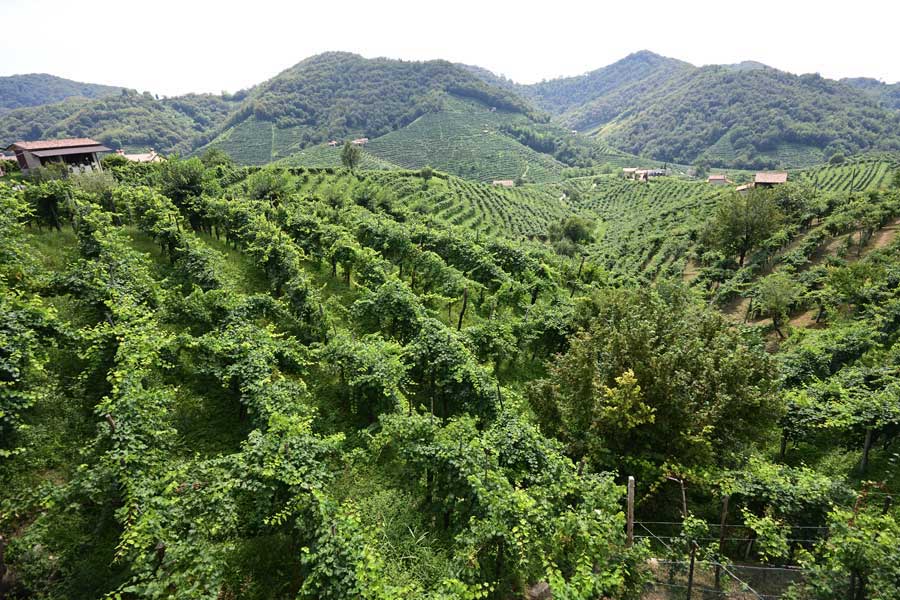 Vineyards on The Prosecco Road Veneto Italy