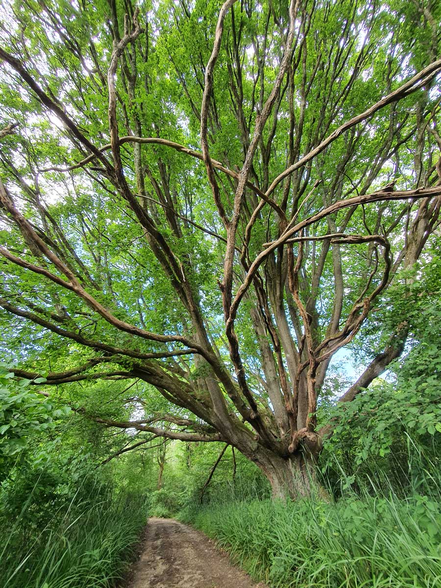 Centuries-old oak tree on The Serpent Trail near Titty Hill West Sussex