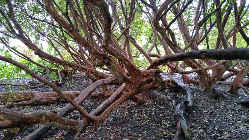 Ancient Rhododendron tree branches, Heligan, Cornwall
