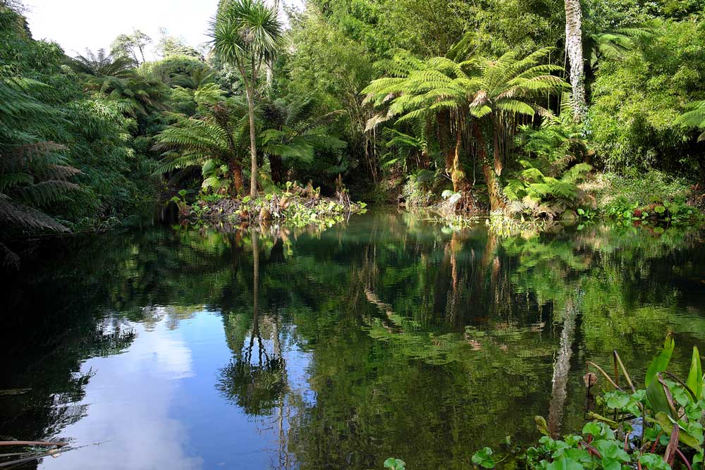 Lake surrounded by trees at The Lost Gardens of Heligan, Cornwall
