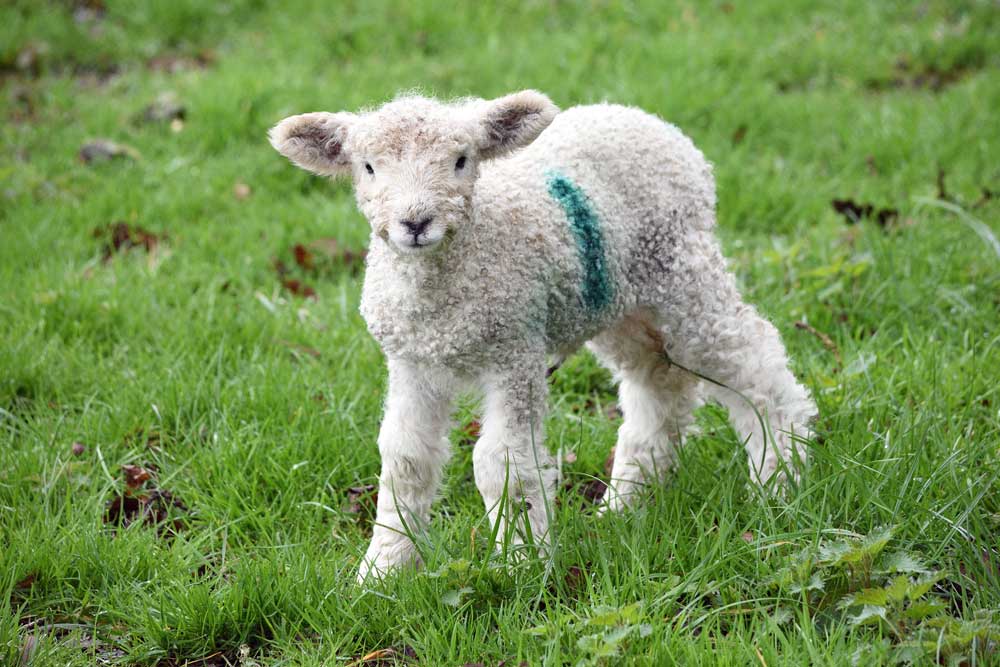 White lamb at The Lost Gardens of Heligan, Cornwall