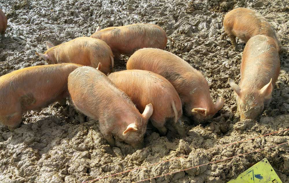 Piglets foraging in mud at The Lost Gardens of Heligan, Cornwall