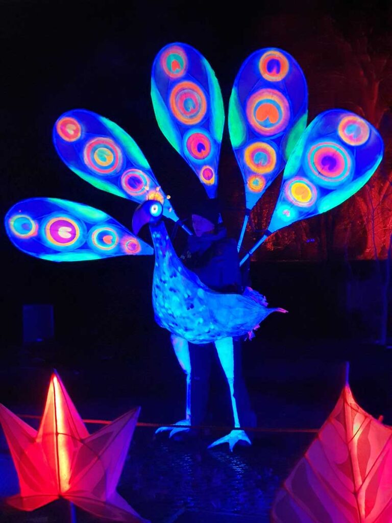 Dancing peacock at Glow Wild Wakehurst West Sussex
