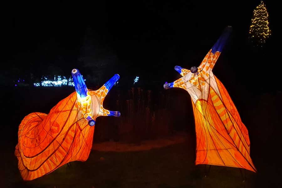 Giant orange slugs lantern display at Glow Wild Wakehurst West Sussex