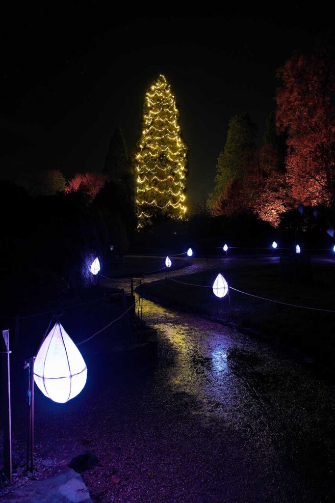 Tallest living UK Christmas tree illuminated for Glow Wild Wakehurst West Sussex