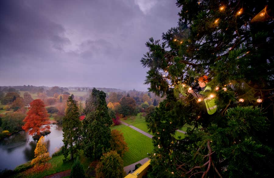 Decorating the tallest living Christmas tree in England at Wakehurst