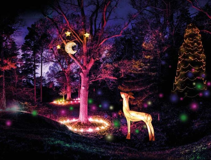 Illuminated woodland scene at Wakehurst West Sussex
