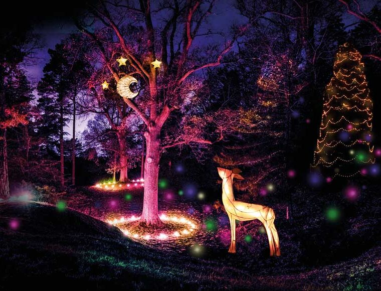 Illuminated woodland scene at Wakehurst West Sussex