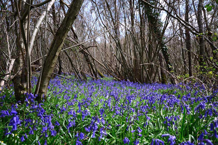 Bluebells in Clapham Woods West Sussex. Spring flowers