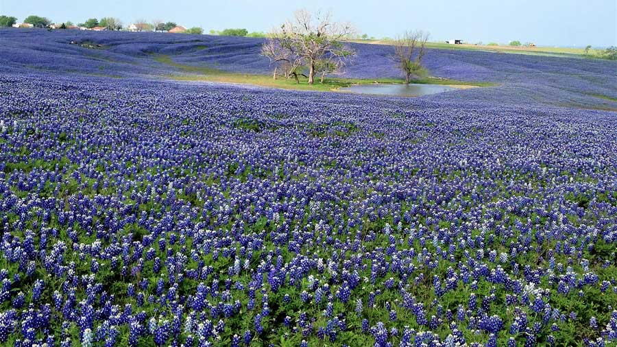 Large field covered in Bluebonnets Ennis, Texas USA