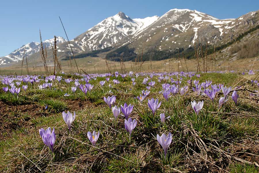 Purple crocuses Abruzzo Italy