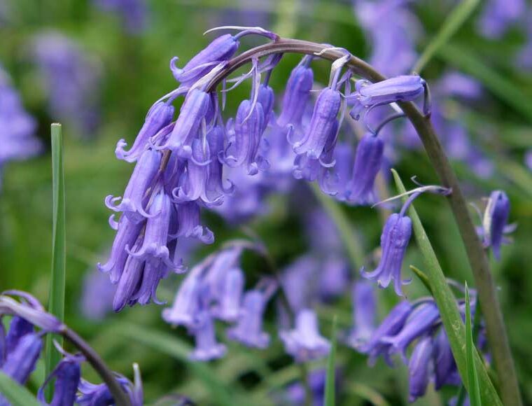 English bluebells in bloom
