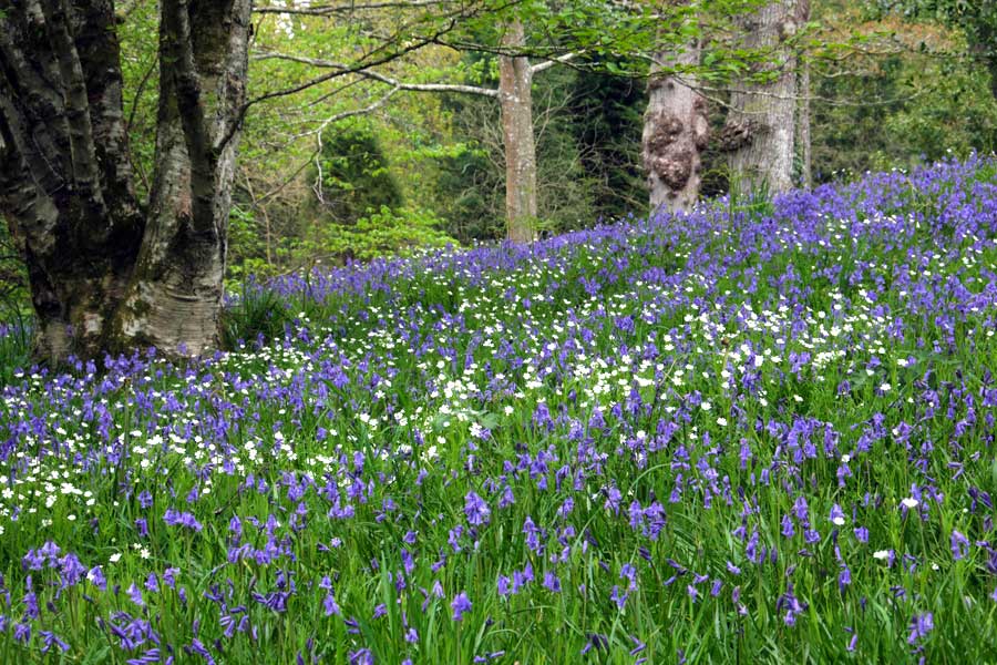 English bluebells at Wakehurst Place West Sussex UK. Spring flowers