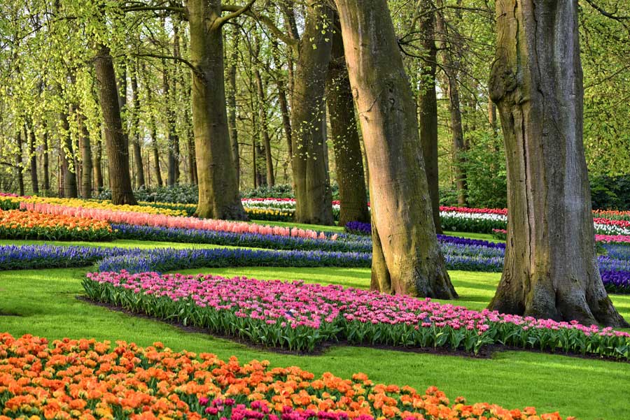 Colourful tulips in the Keukenhof gardens Amsterdam Netherlands
