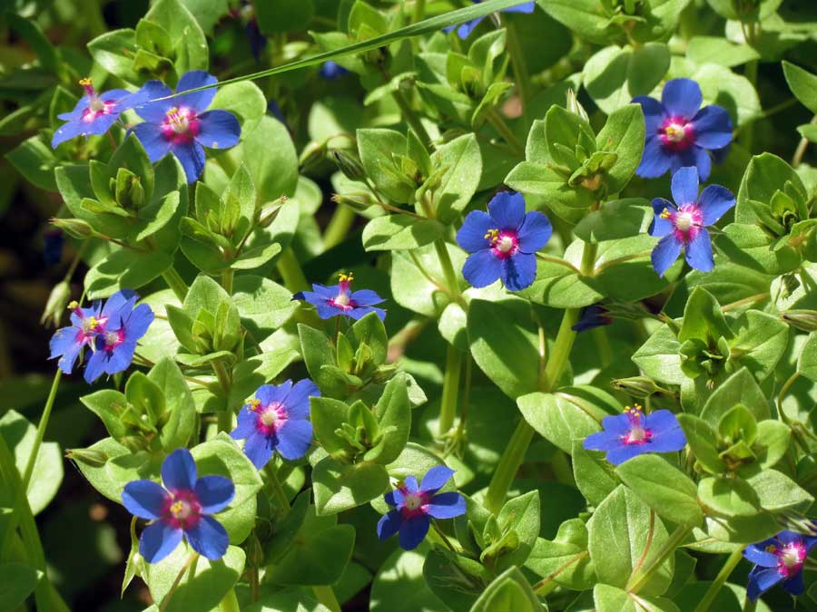 Scarlet pimpernels in flower Alicante Spain