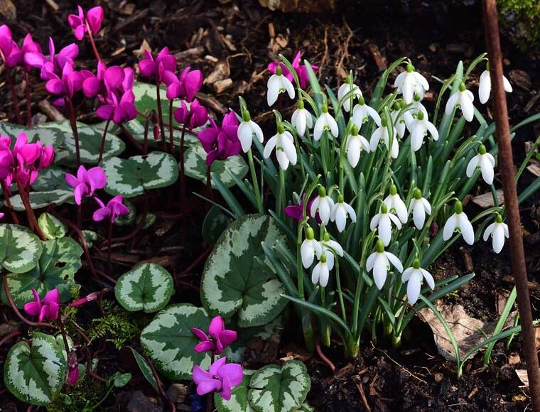 Cyclamen and snowdrops at Washington Old Vicarage gardens West Sussex