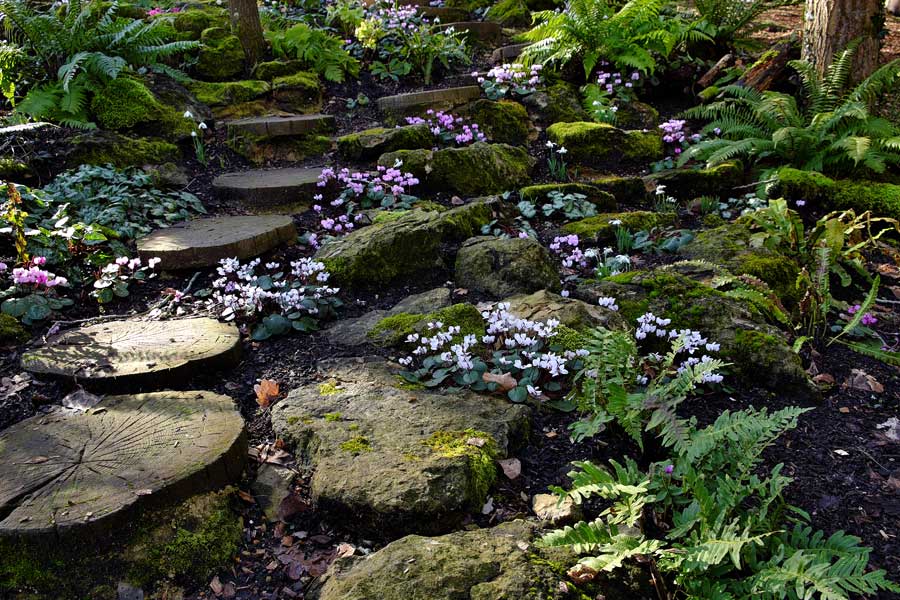 Cyclamen in woodland at Old Vicarage Washington West Sussex