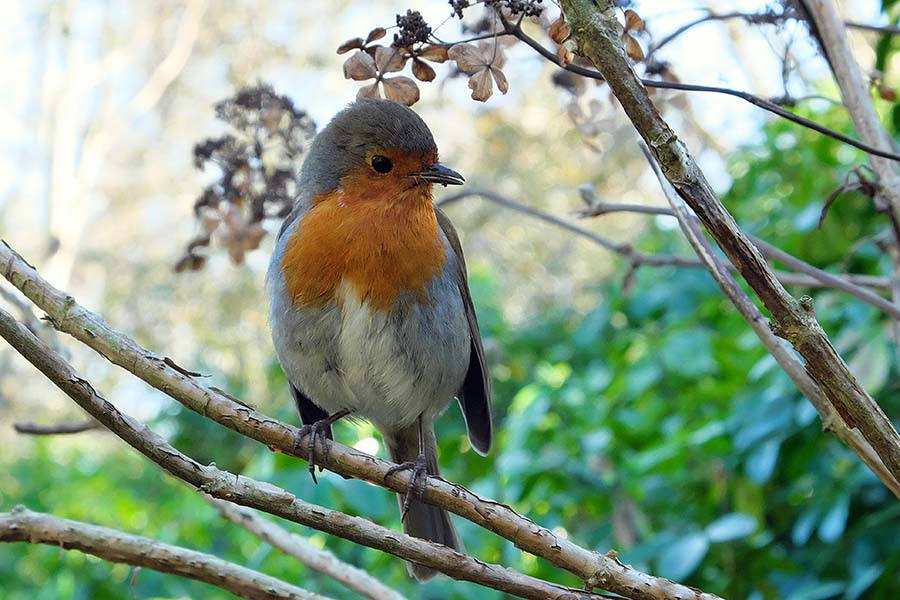 Robin in a tree