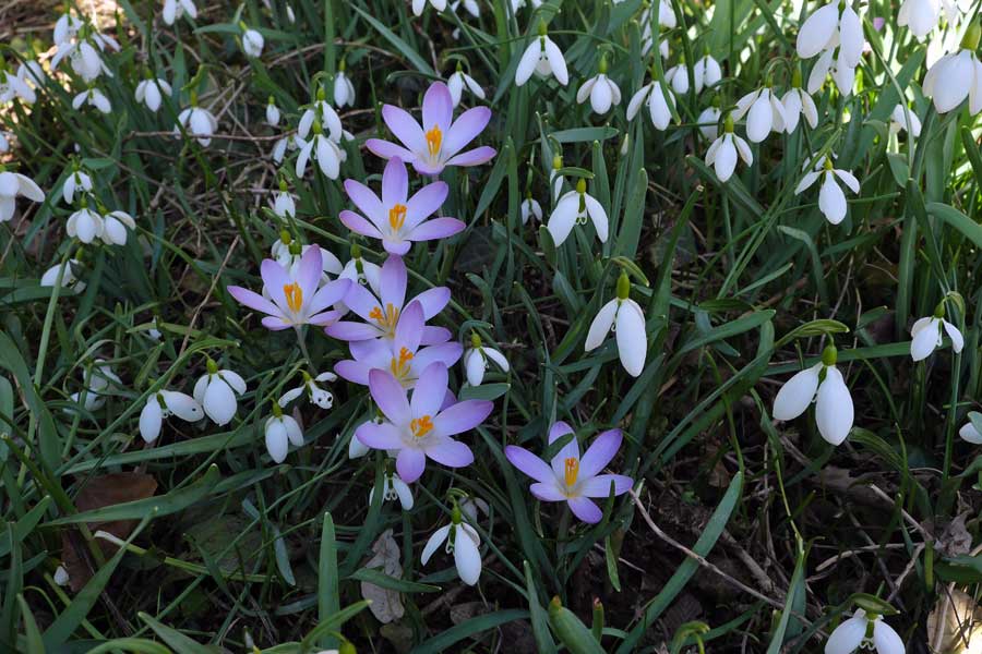 Snowdrops and purple crocus at Highdown Gardens, Ferring, Worthing, East Sussex