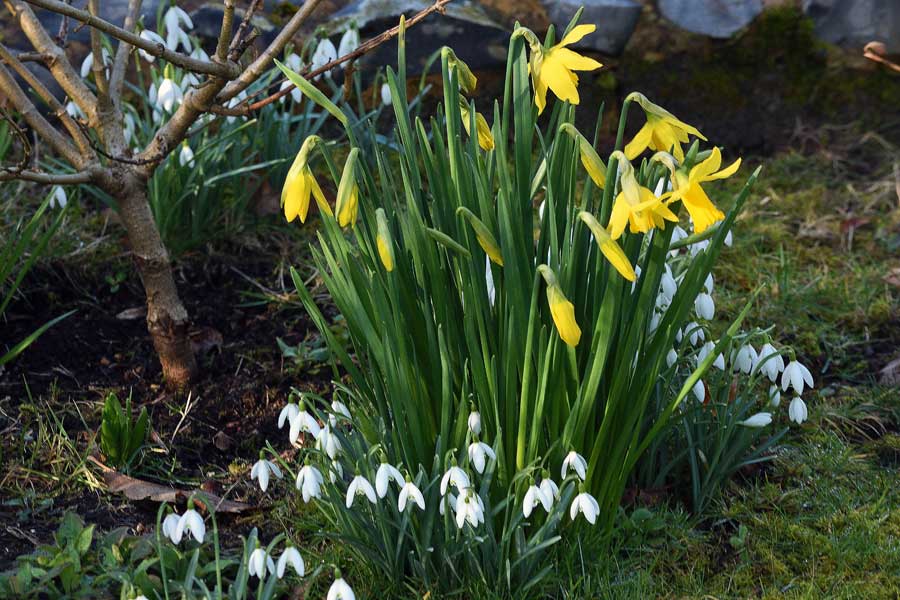 Snowdrops and daffodils, Old Vicarage Washington West Sussex
