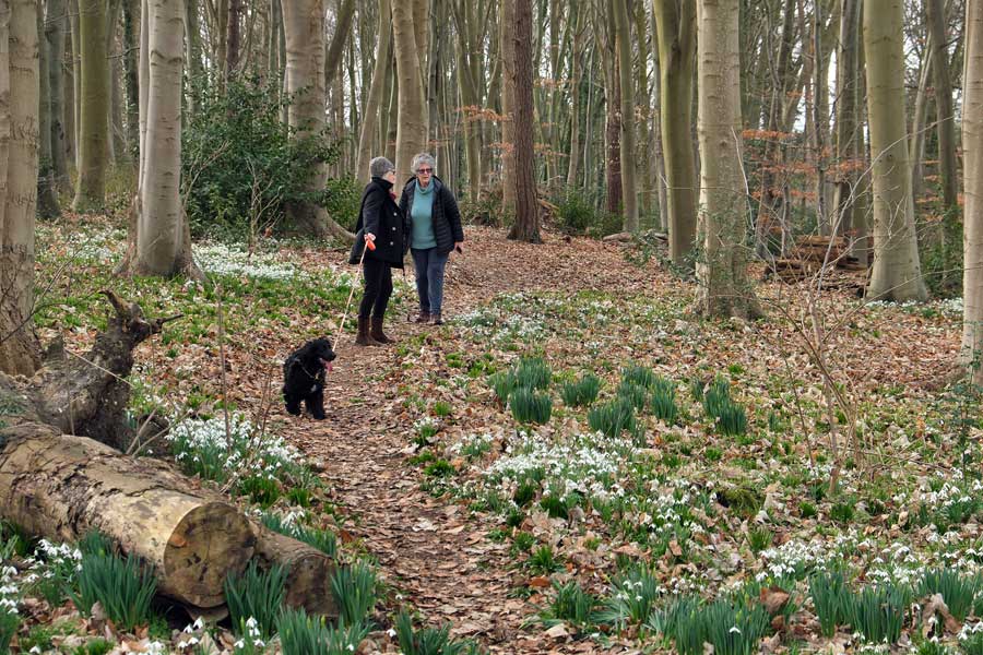 Two people walking a black dog in the woods amongst the snowdrops