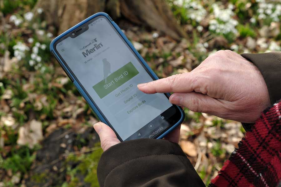 Using the Merlin bird ID app on an Android mobile phone