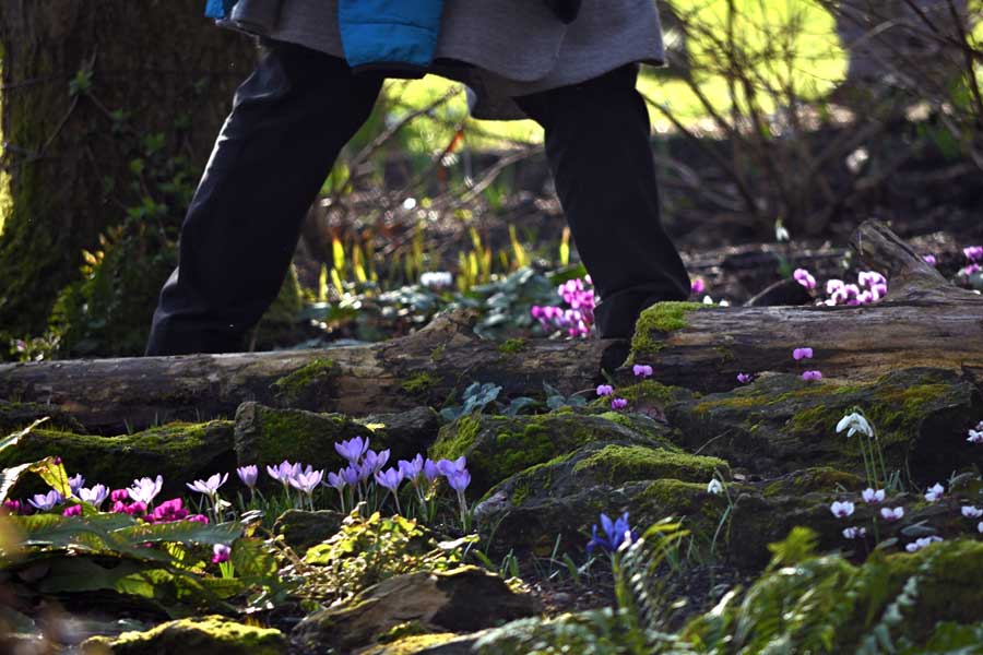 Person walking through woodland crocus and cyclamen Old Vicarage Washington West Sussex
