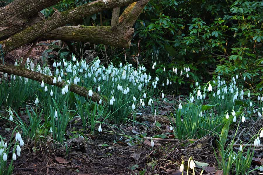 Woodland snowdrops at Highdown Gardens Worthing West Sussex