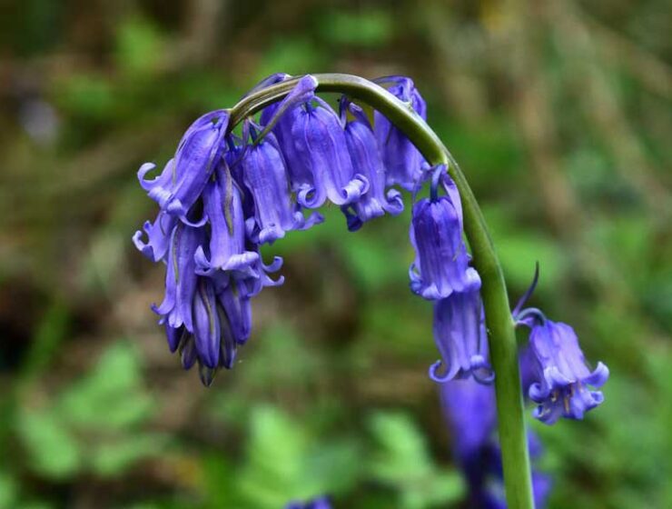 English Bluebell in Ashington Woods West Sussex