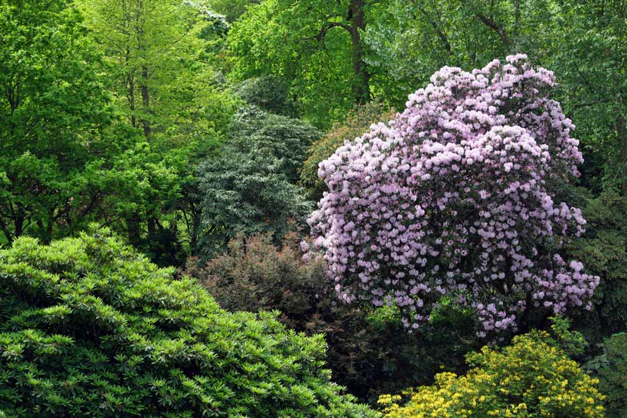 Pink Azalea in bloom at Wakehurst West Sussex