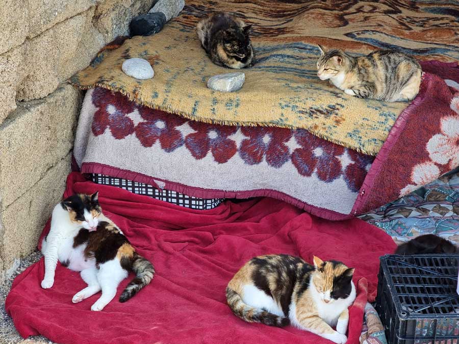 4 cats at the cat sanctuary Mandraki Harbour Rhodes